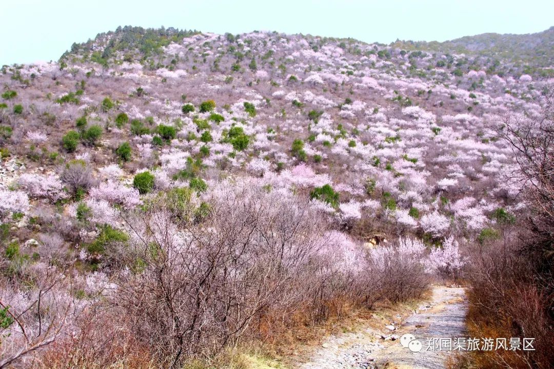 郑国渠,漫山遍野的野生桃花开了!