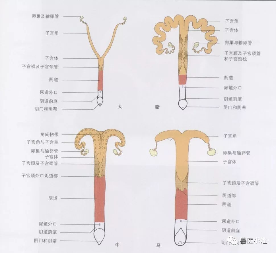 犬呈y形,子宫角细长而直,子宫体和子宫颈很短,有子宫颈阴道部.