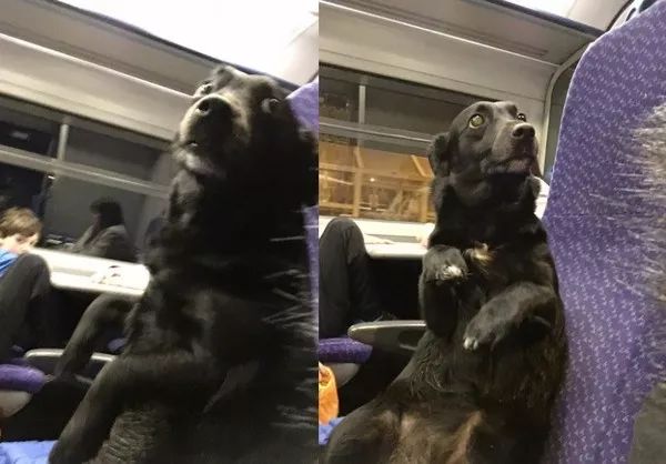 火车上的一些狗狗，对喜欢狗狗的人来说特别治愈