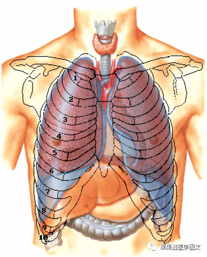 肺和胸膜的界限(体表投影)