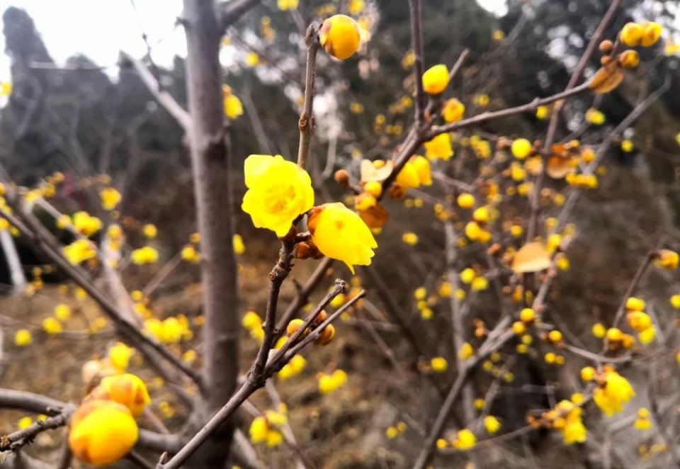 迎春花,梅花送来了春的讯息,济南的春天到了!