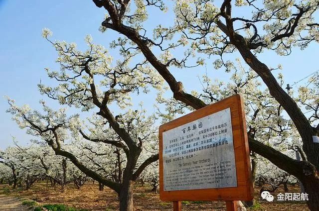 【重磅】阳信第三十届梨花会景点指南,2019年举行时间