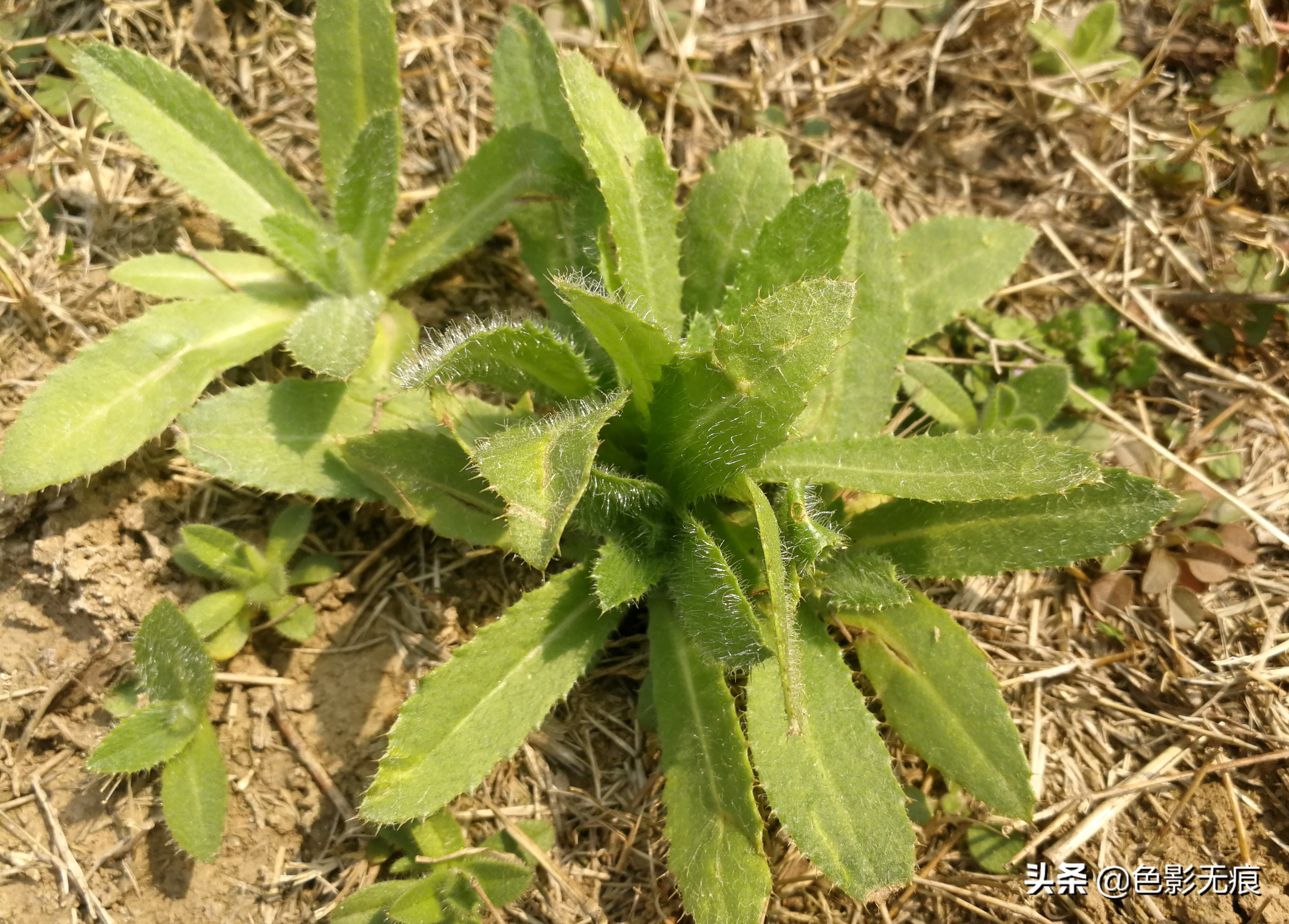 农村田间地头的刺芽菜,不仅能当菜吃,还可以拿来药用