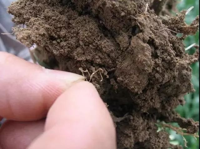 我会从土壤,木头,植物组织中分离到线虫进行形态学观察, 拍摄一些