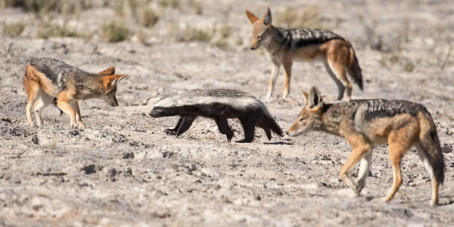 胡狼追到平頭哥家門口捕獵，兩只小蜜獾被堵洞中，一只慘死 未分類 第1張