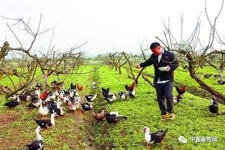 农民这样在果园套养鸭子,有双收益,还好处多,比