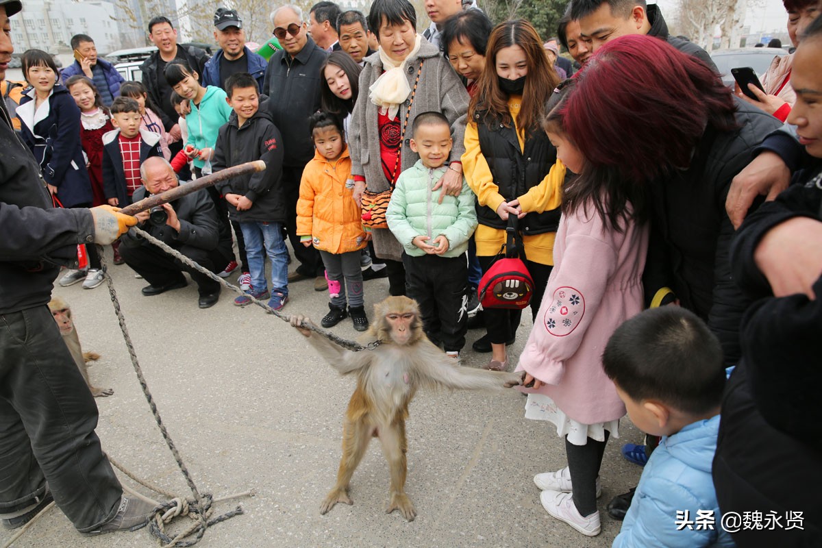 街头耍猴最精彩最逗乐的是人猴互耍,咬你打你都是演戏