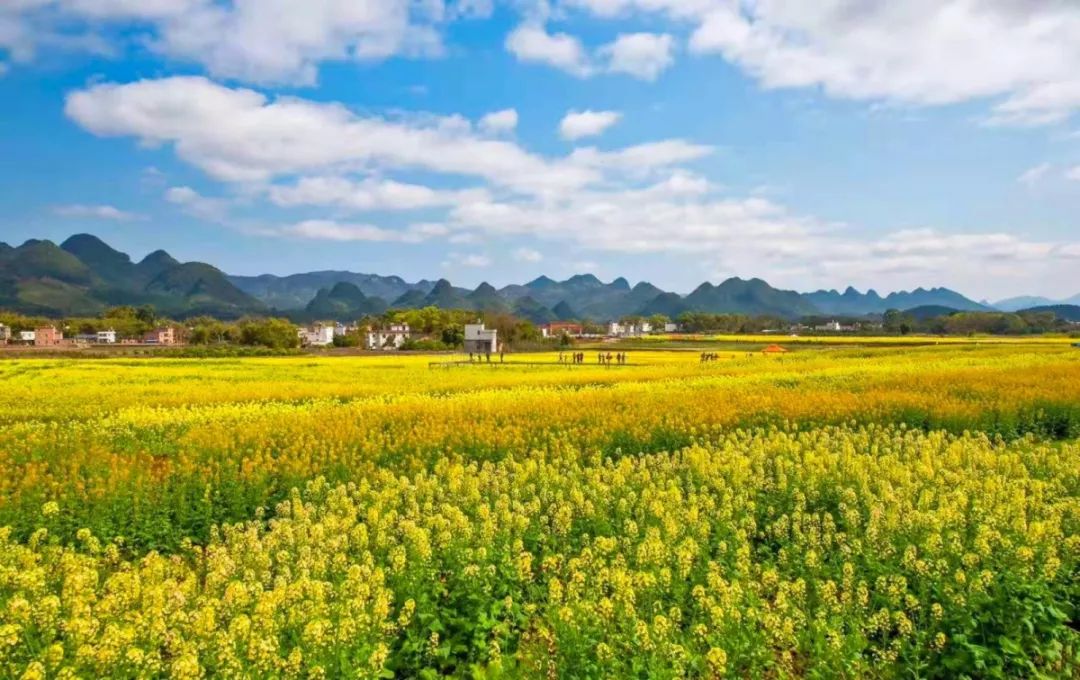 铺天盖地,美得逆天种植了约600亩的七彩油菜花在黎埠镇大塘田心村的合