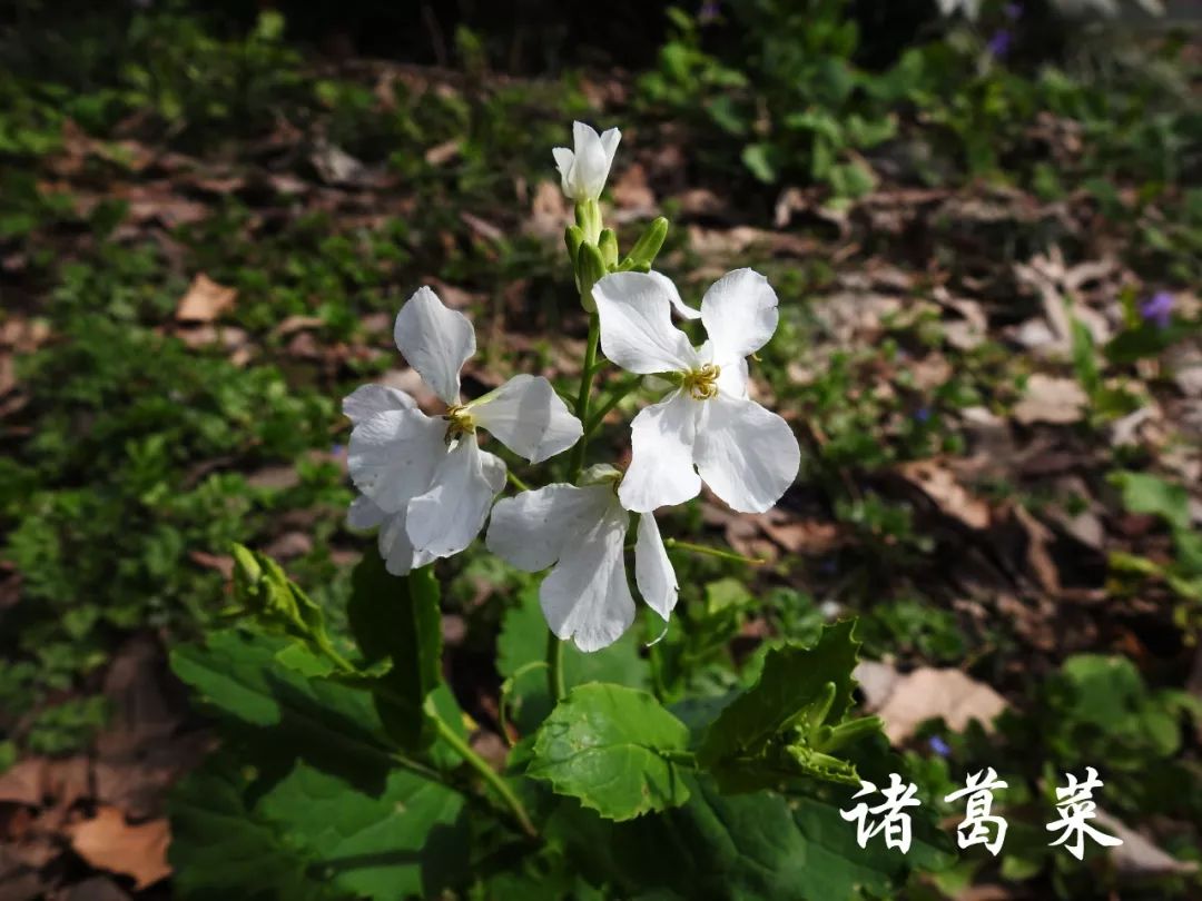 我们见到的诸葛菜通常是蓝紫色的,但偶尔也有退化成粉色或白色的个体