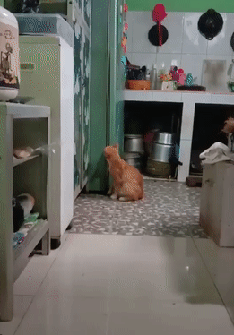 原創
            男子半夜上廁所，發現貓站在冰箱門口，一分鐘後，貓：有什麼吃的 未分類 第1張