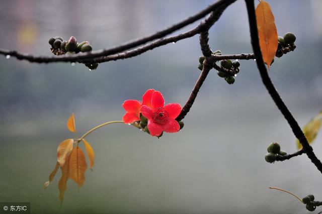 七律 · 花落花还在，容失永不来