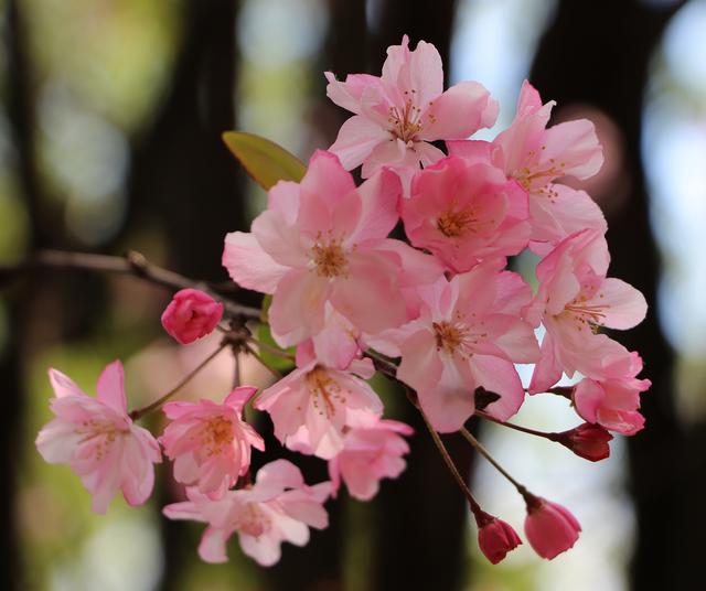 昆明西华公园海棠花盛开,赏花正是时候