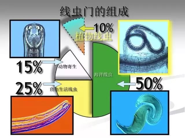 它们家族中名声最为显赫的莫过于模式生物—秀丽隐杆线虫了.