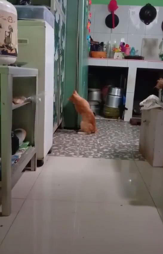 原創
            男子半夜上廁所，發現貓站在冰箱門口，一分鐘後，貓：有什麼吃的 未分類 第2張