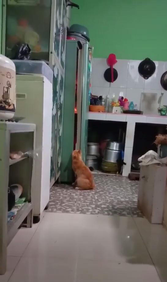 原創
            男子半夜上廁所，發現貓站在冰箱門口，一分鐘後，貓：有什麼吃的 未分類 第3張
