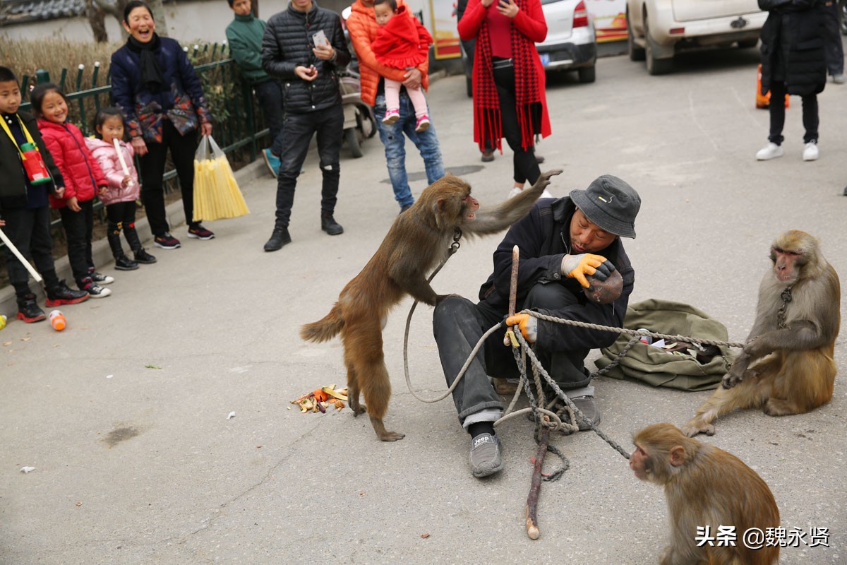 街头耍猴最精彩最逗乐的是人猴互耍,咬你打你都是演戏