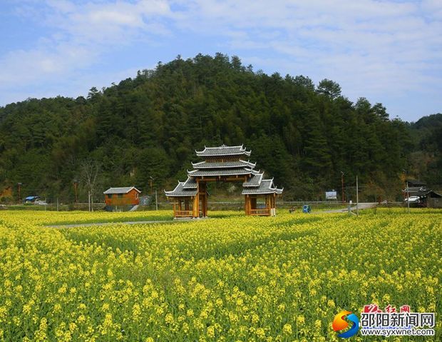 【醉美邵阳】绥宁大团村:油菜丰收在望