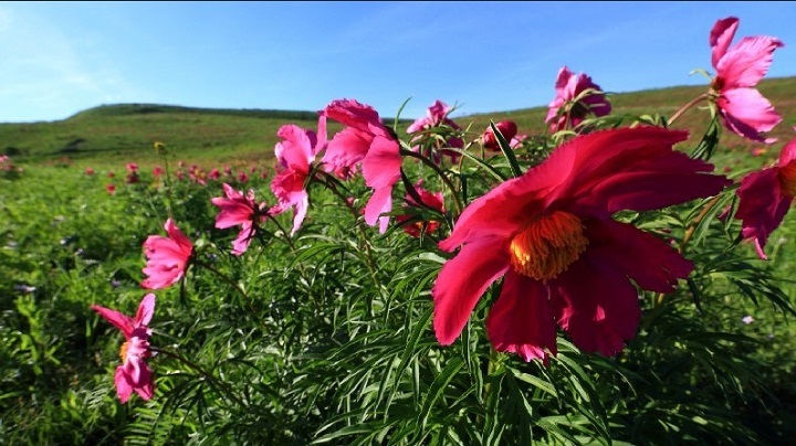 巴尔鲁克山山花