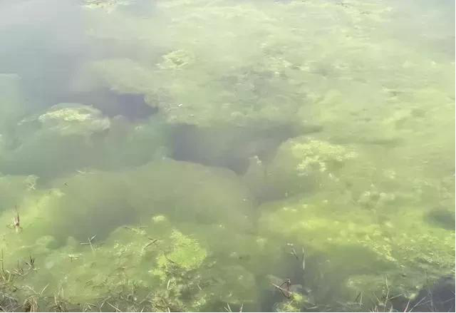 青苔:有青苔怎么办,鱼塘青苔怎么清除_水体