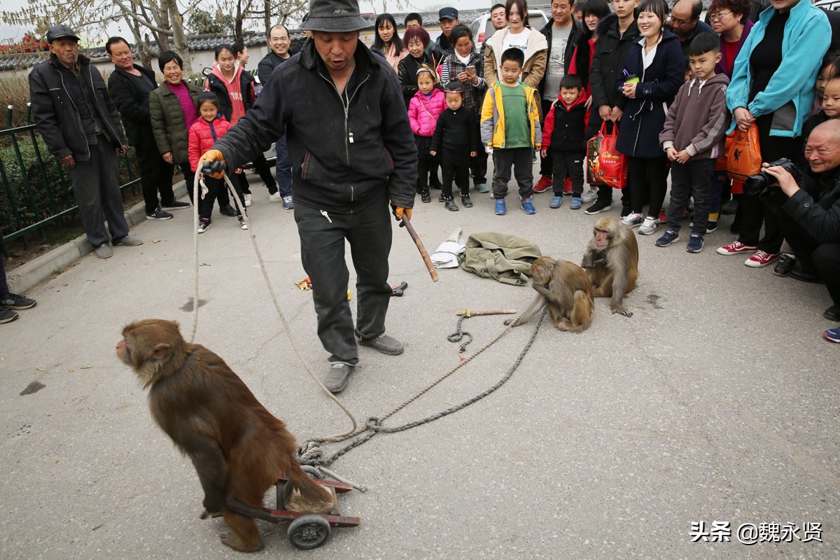 街头耍猴最精彩最逗乐的是人猴互耍,咬你打你都是演戏