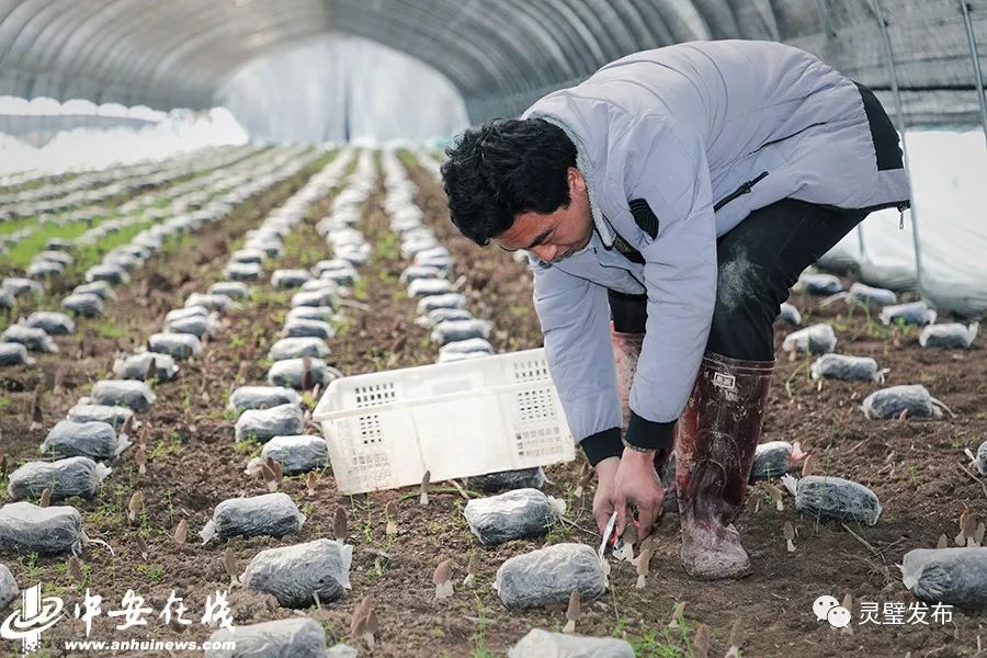 郭永乐学会了种植技术,随后他买来羊肚菌,采种,分管,进瓶,做种,当年郭