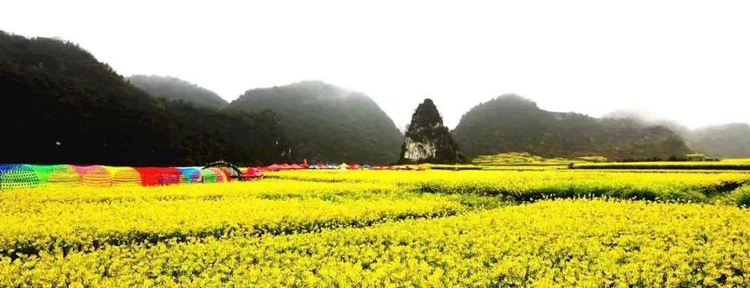 六枝木岗爱心油菜花节开幕了,赏花正当时