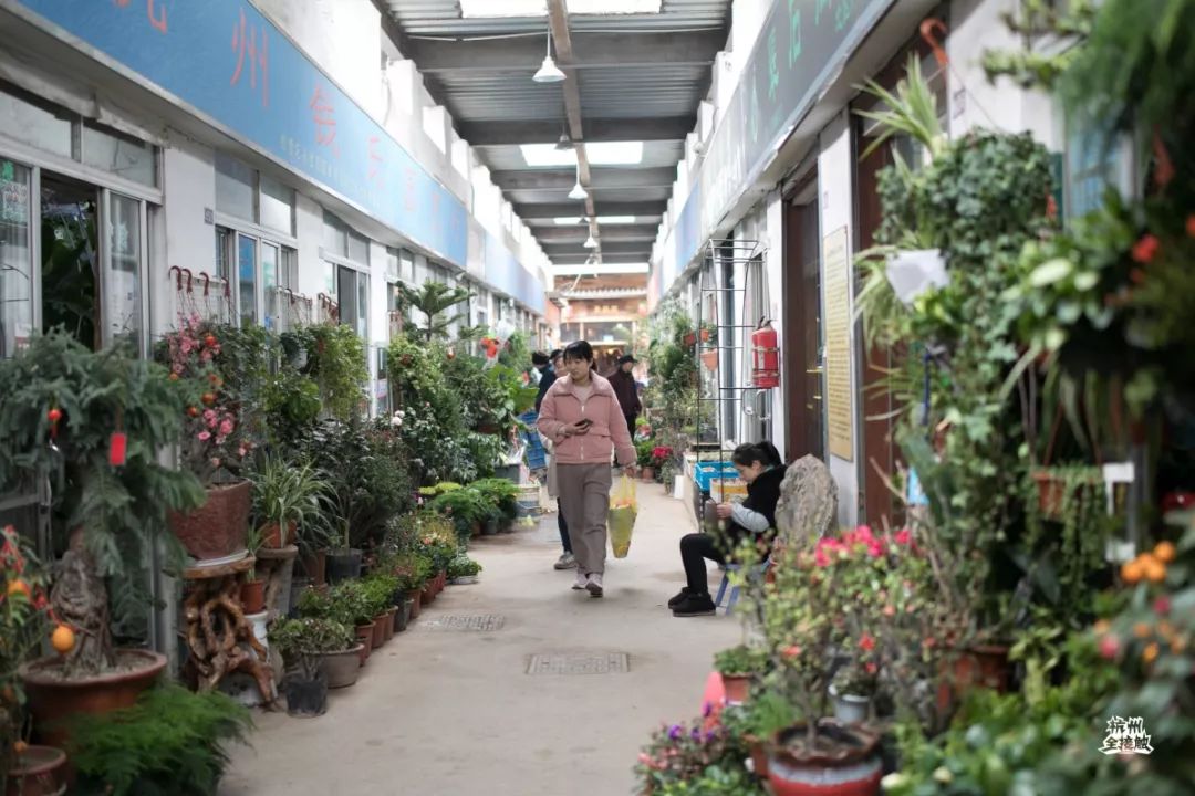 凤起路花鸟市场被称为杭州的『鲜花不夜城』,一走进花鸟城,就是花草区