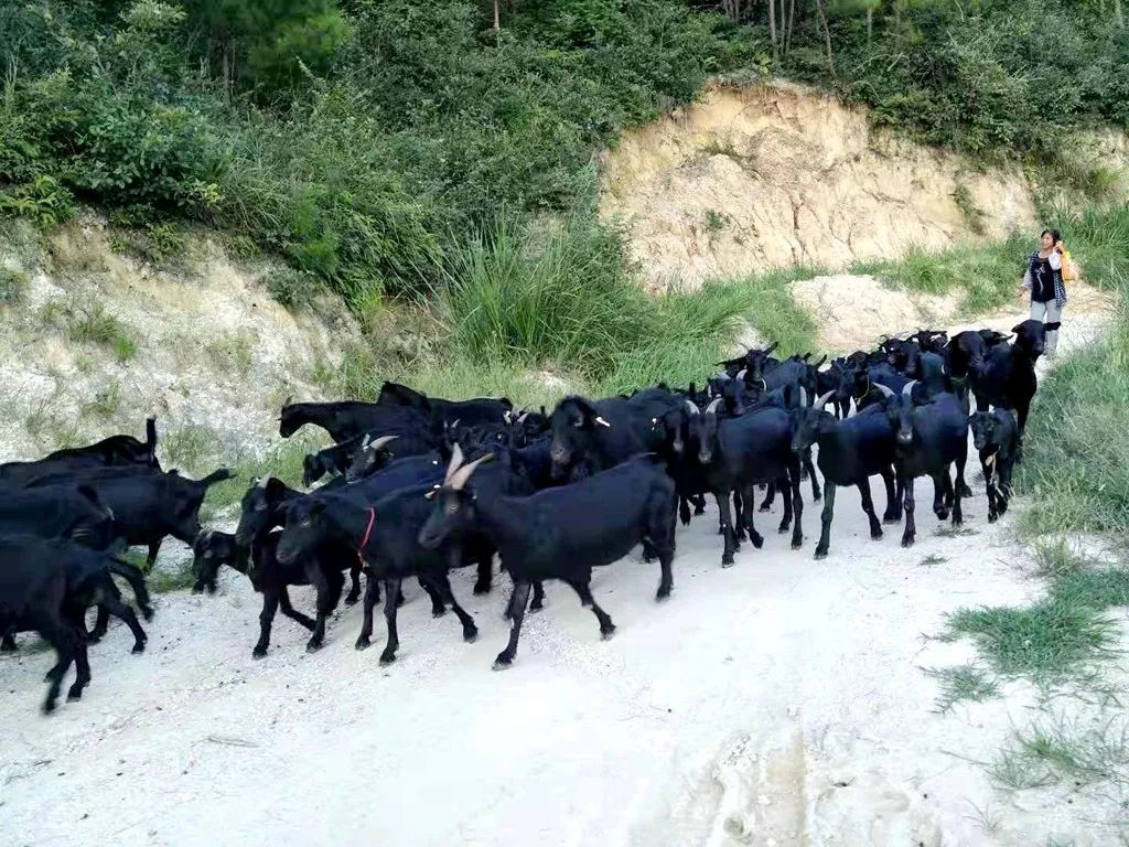 昌源黑山羊养殖合作社再次向马安村未脱贫户产业帮扶