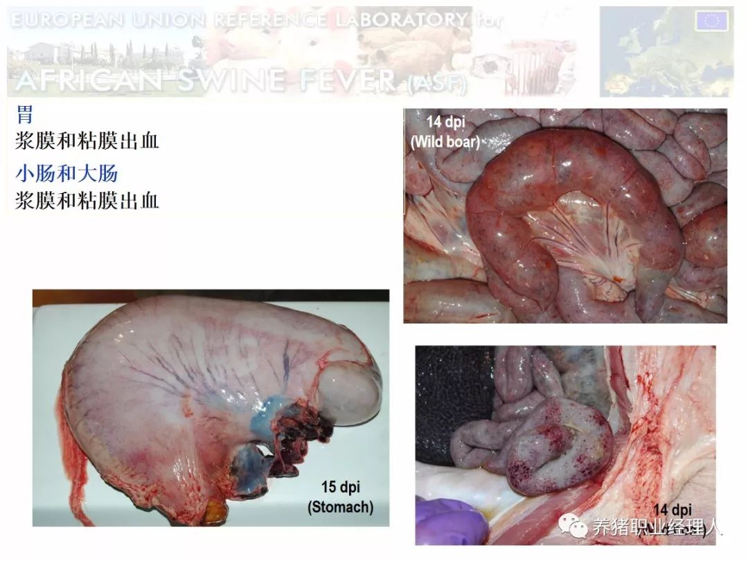 非瘟高清图谱患了非洲猪瘟的病猪究竟什么样