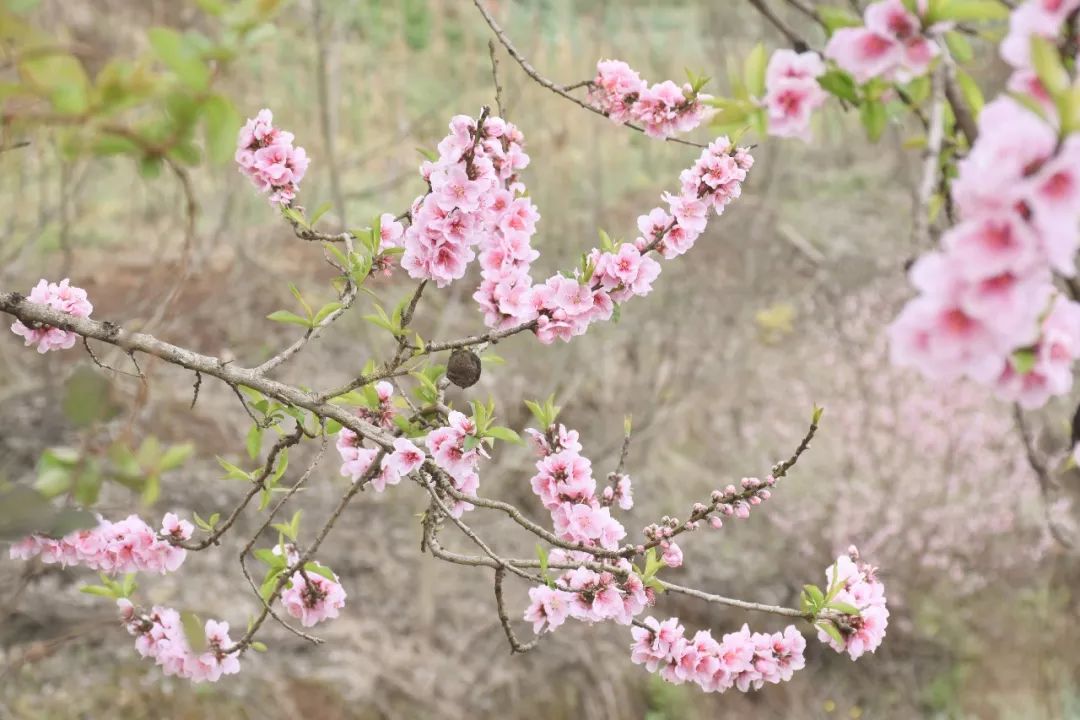 桃花林里赏春景,华宁的春天有点美