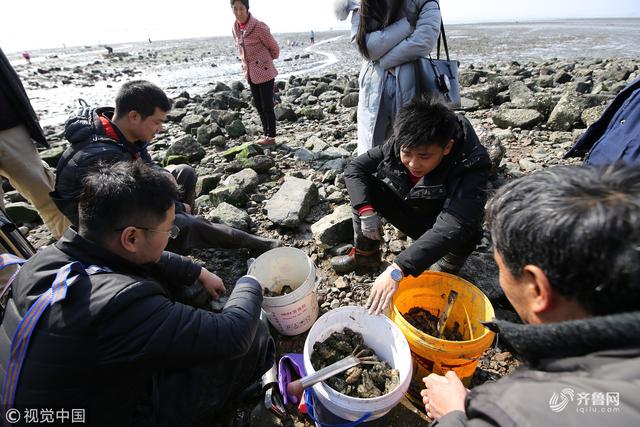 组图丨青岛市民海边享受赶海乐趣 捕捉蛤蜊海蛎子等小