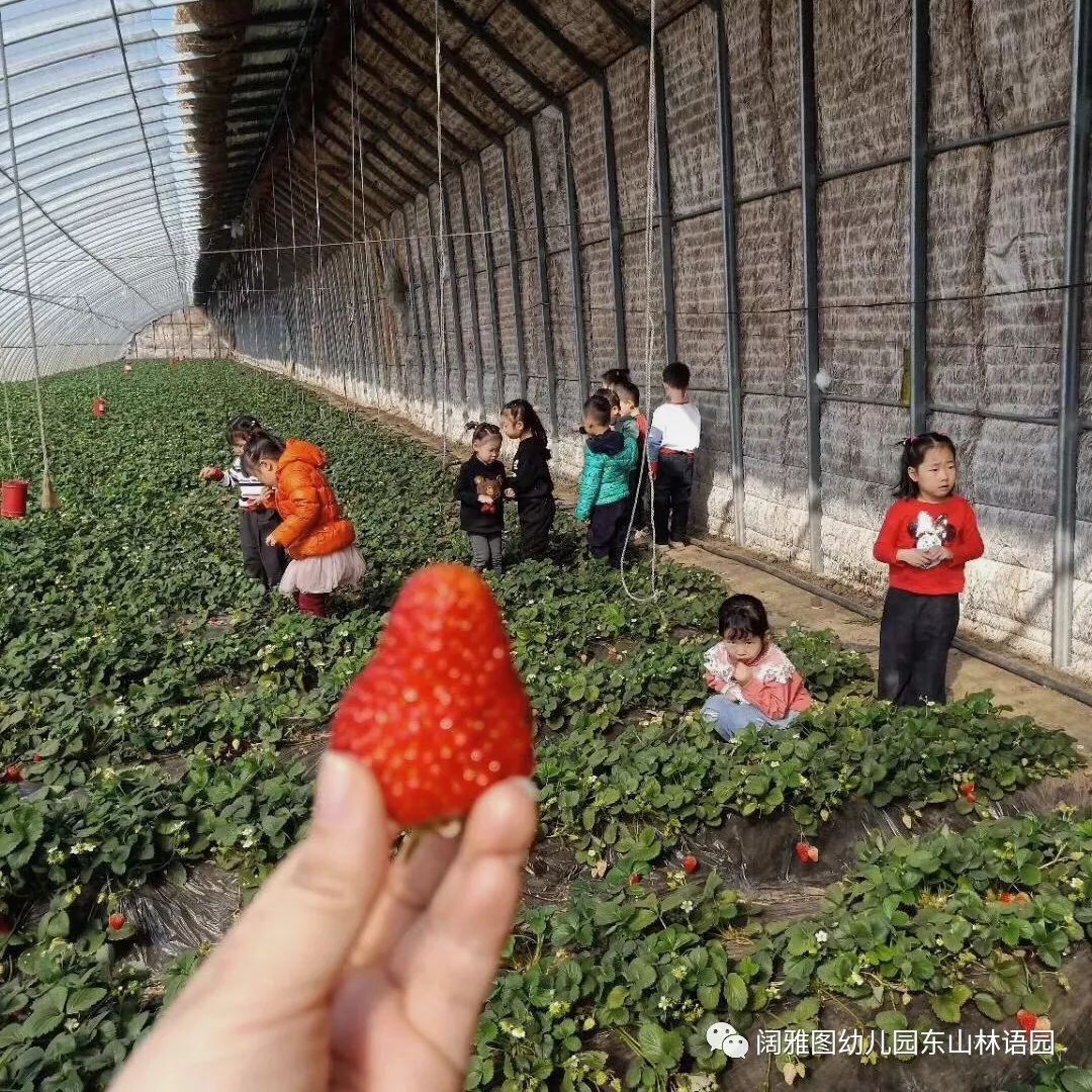 阔雅图幼儿园相约草莓采摘园开启莓好生活之旅