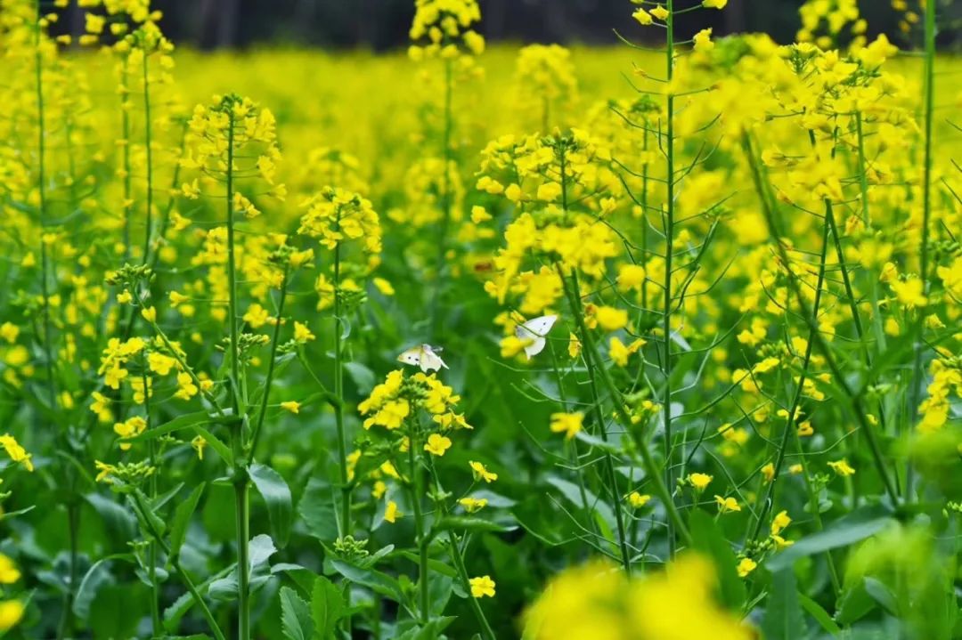 大片油菜花田绽放