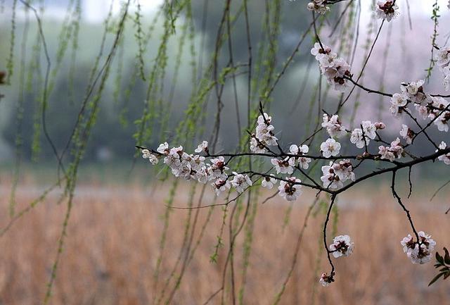 七律 · 花落花还在，容失永不来