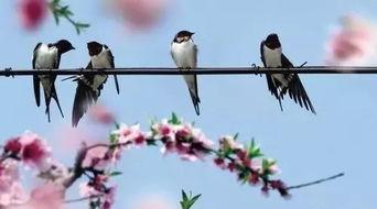 七律 · 花落花还在，容失永不来