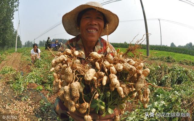 辽宁北镇县城北花生308通货米收购参考3.60-3.