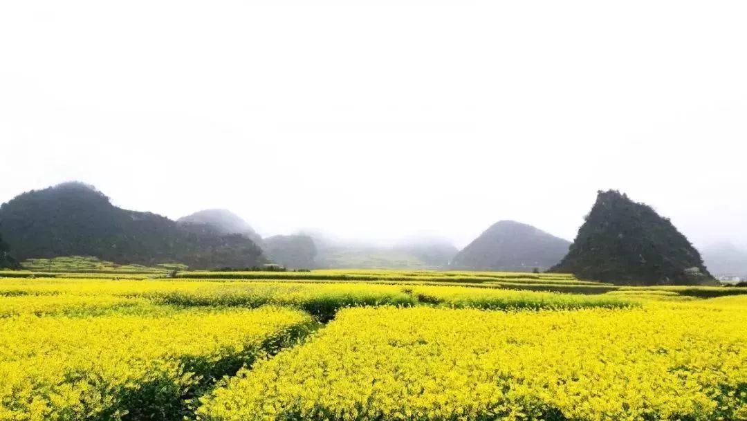 脱贫攻坚系列活动"暨木岗第十届油菜花节在六枝特区木岗镇抵簸村开幕