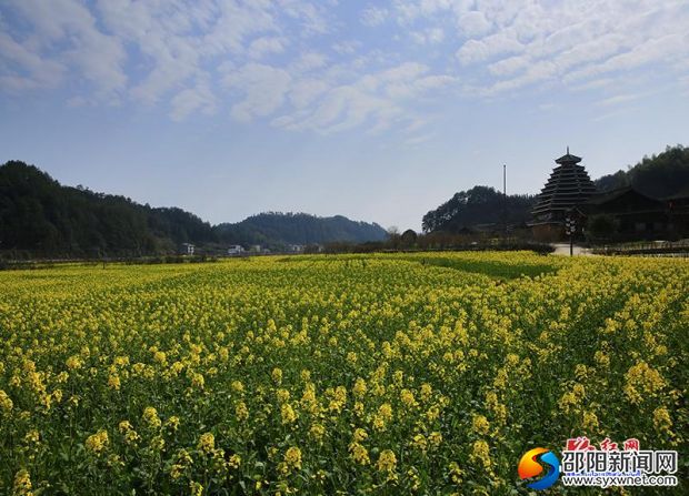 【醉美邵阳】绥宁大团村:油菜丰收在望