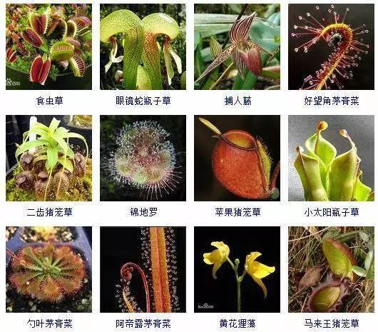 收藏 分享132种食虫植物品种图鉴 看图识花 猎物