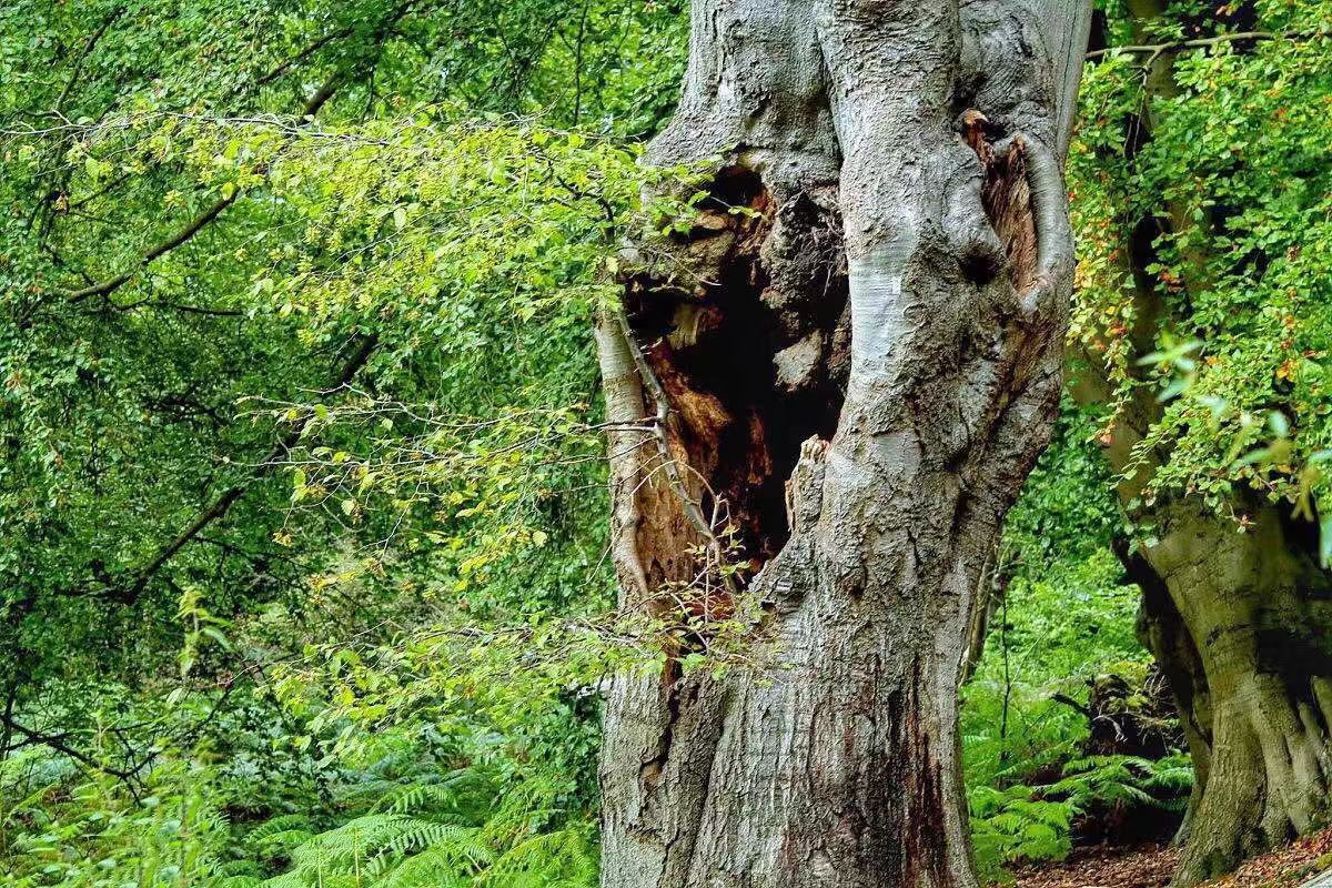 空心的老树之所以仍能活着,这还得从树干的结构和功能说起.