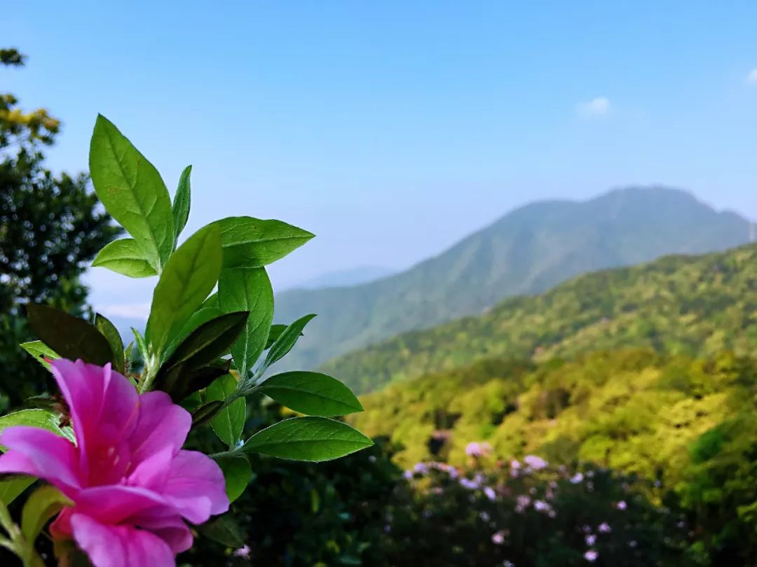 山花烂漫 | 等到风景都看透,也许你会陪我看细水长流.