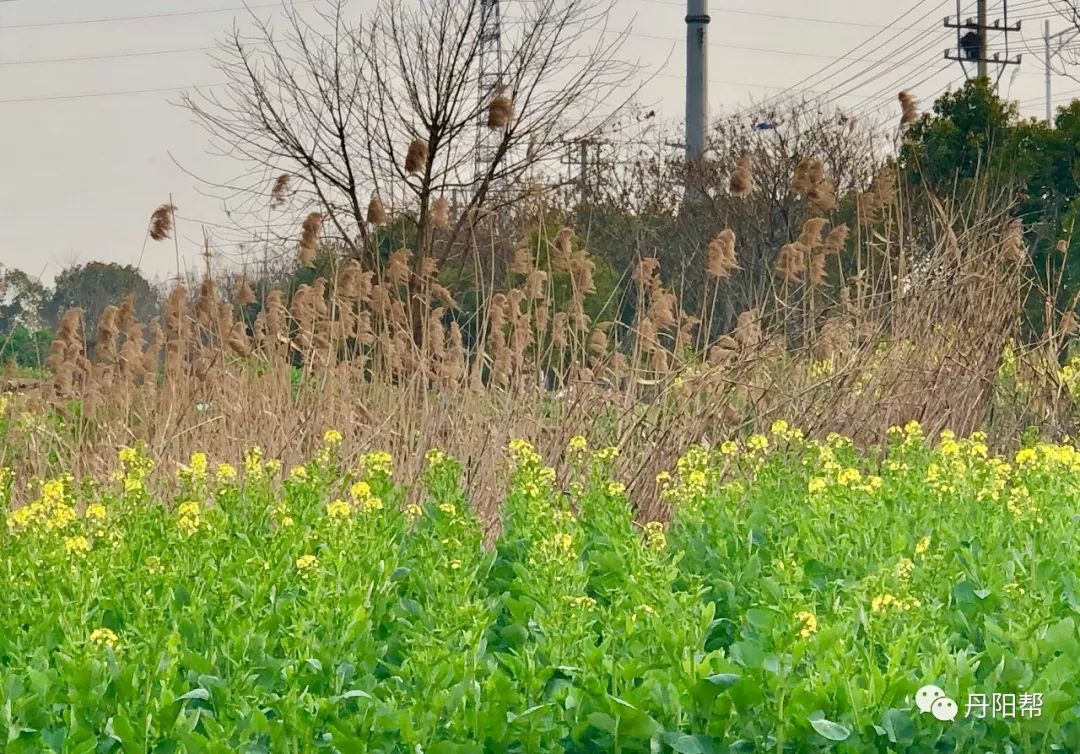 花漾三月 丹阳第一道初春田野风景竟然是它!