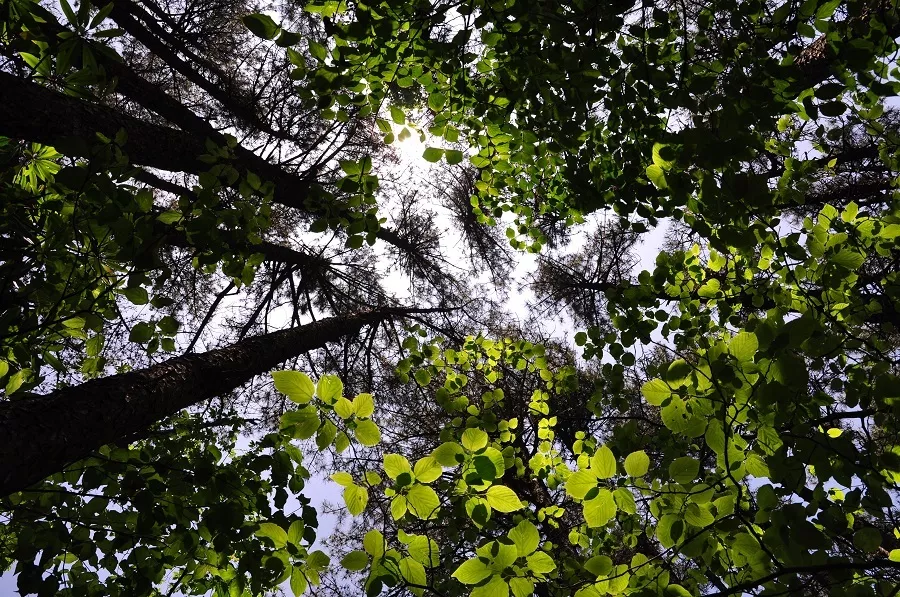 谢君 春风吹 花儿笑 植树节 来到了 栽好树 把水浇 树儿对我微微笑