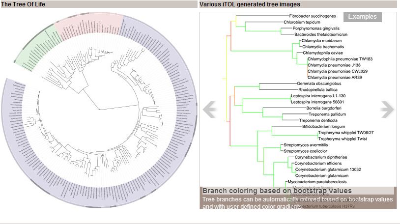 itolphylogeneticfgenesh基因预测jvenn 可做到6个升级版韦恩图venny