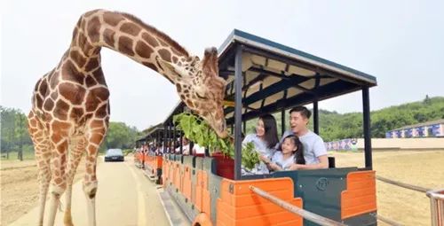 十八腔旅游团丨杭州野生动物园一日游,周末特价包门票
