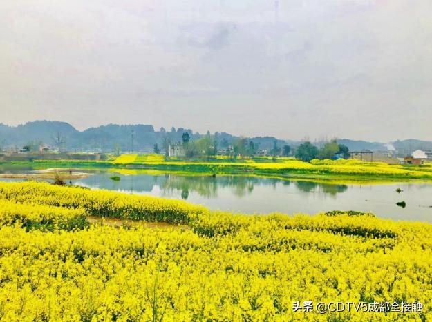 邛崃两河村油菜花 青小 摄