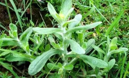 春季野菜正当食最全野菜大全送给你