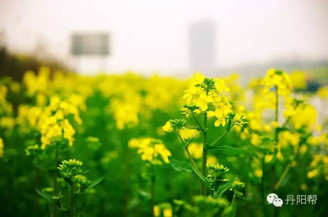 花漾三月 丹阳第一道初春田野风景竟然是它!