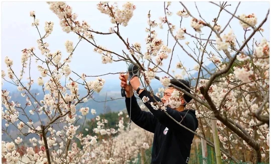 云雾山樱桃谷