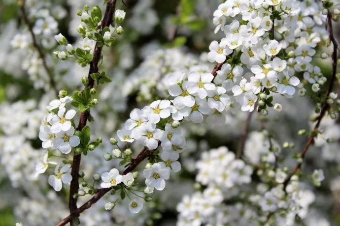 每日一花 | 珍珠绣线菊:花朵密集如积雪,叶片薄细如鸟